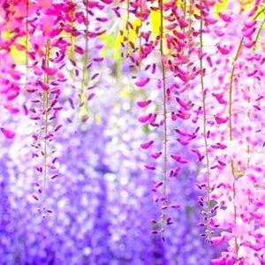 Meet your Posher, Heidi